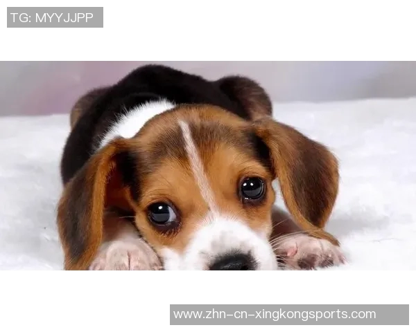 芬奇赞克拉克如追车犬般执着这正是他独特的风格与魅力